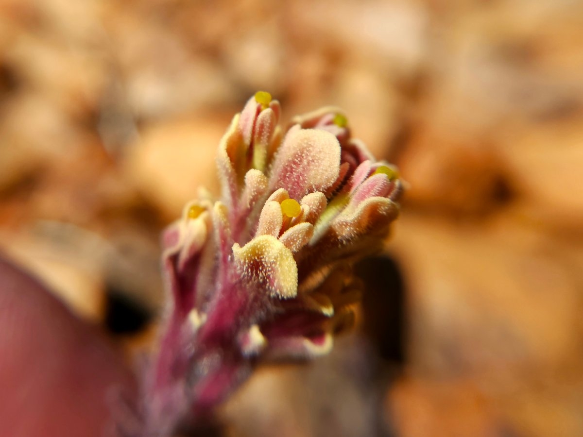 Castilleja cinerea