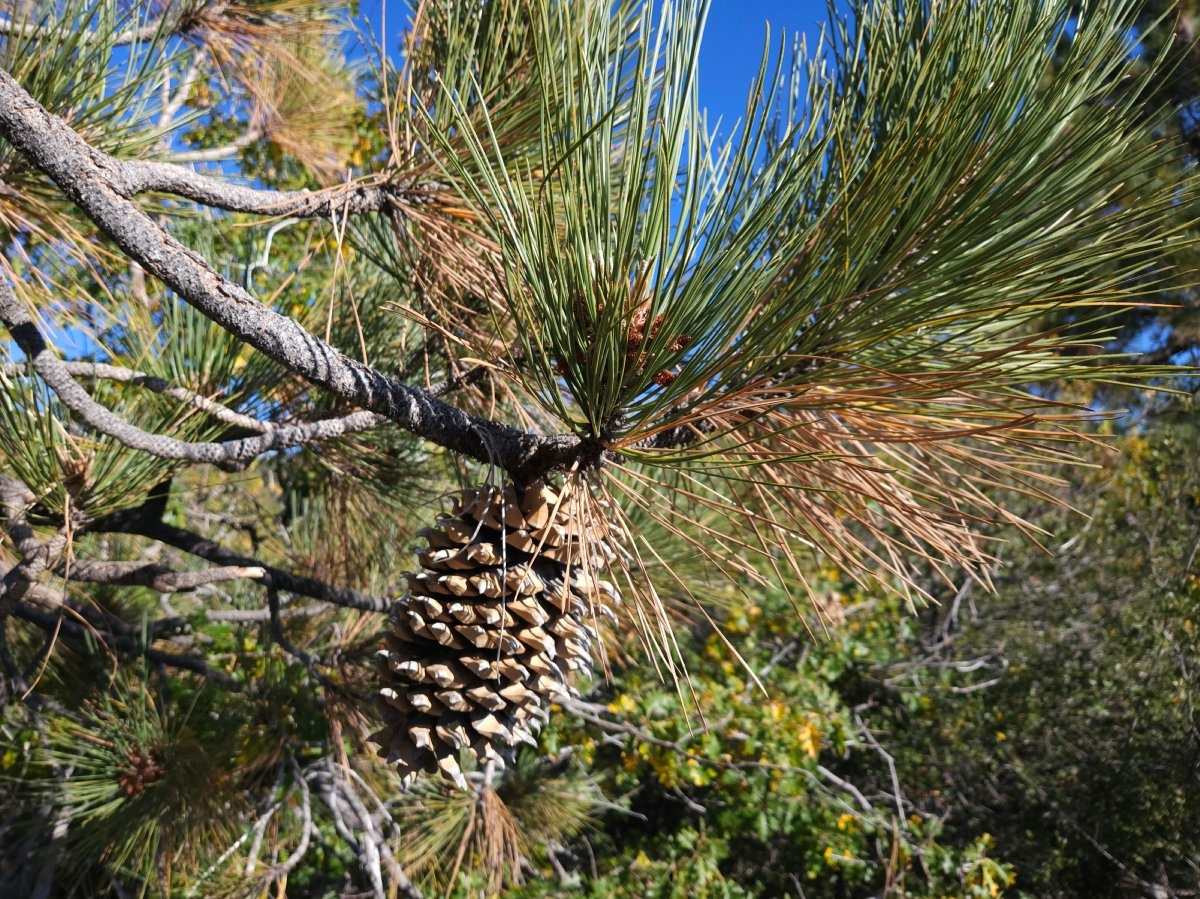 Pinus coulteri