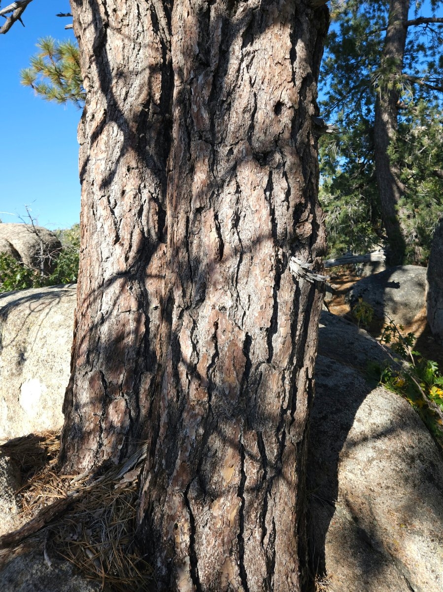 Pinus coulteri