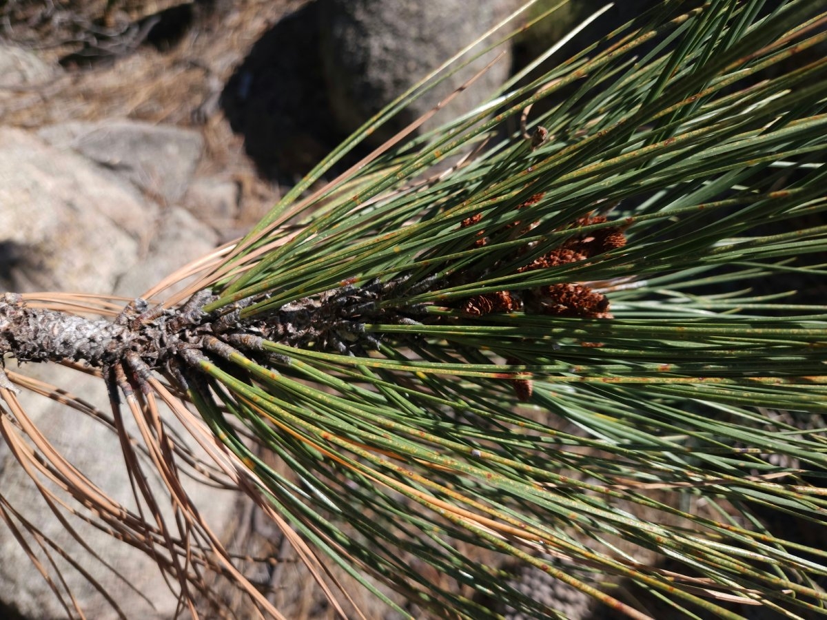 Pinus coulteri