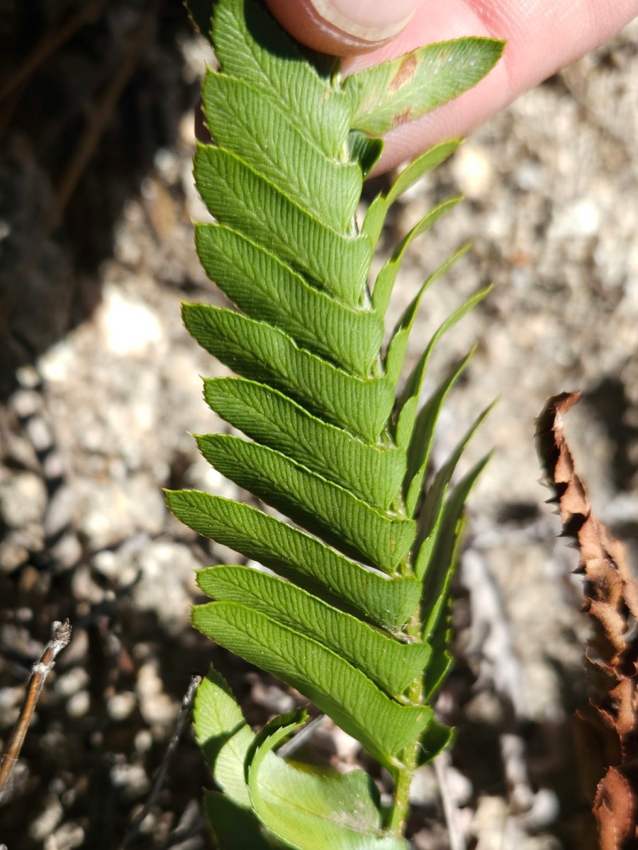 Polystichum imbricans ssp. curtum