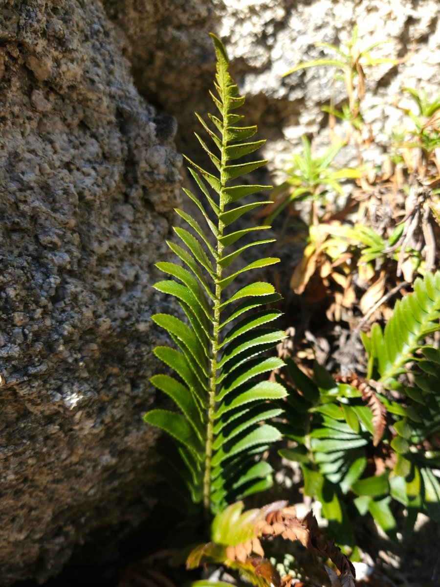 Polystichum imbricans ssp. curtum