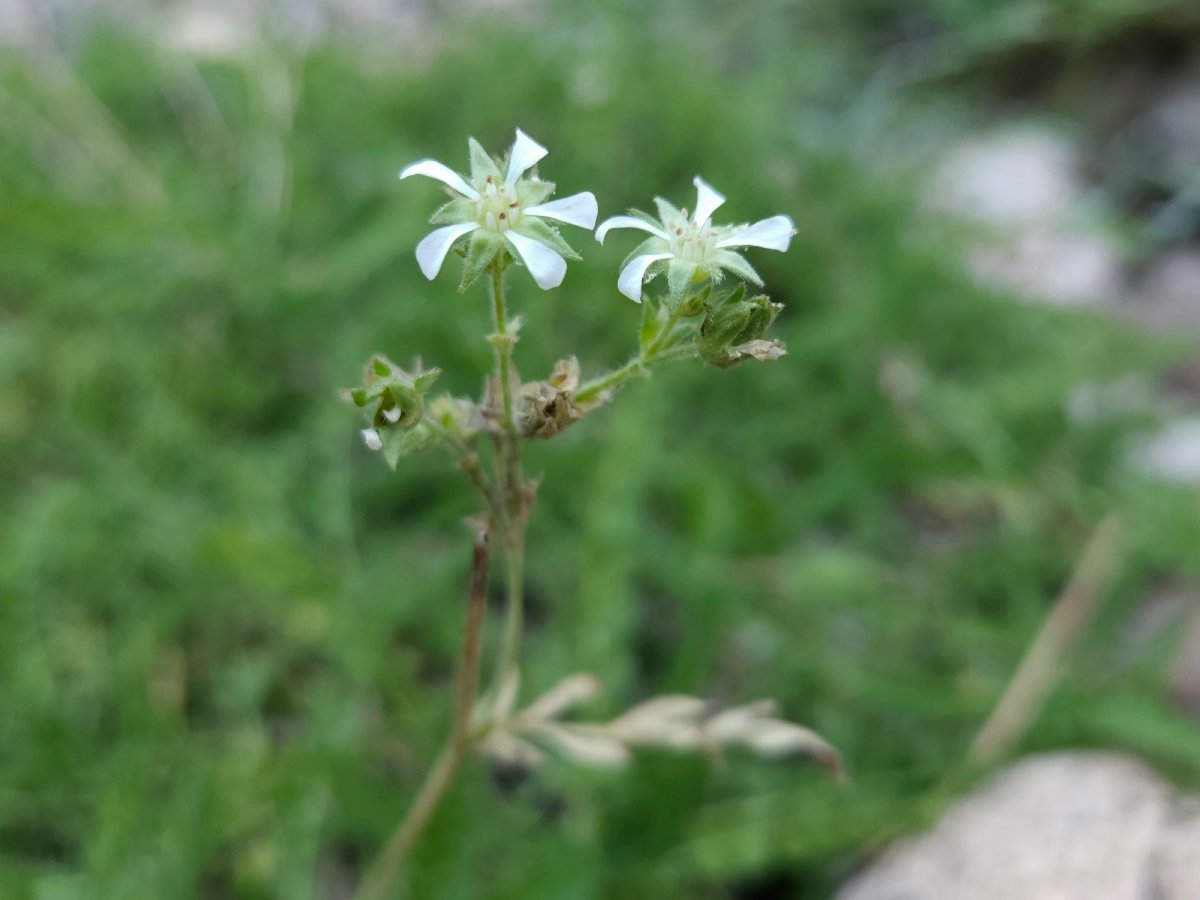 Horkelia rydbergii