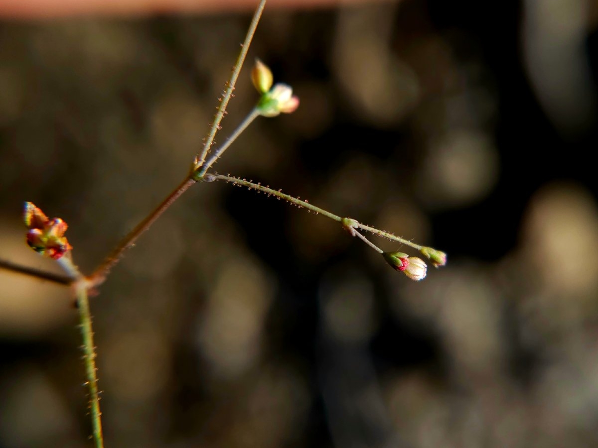 Eriogonum parishii