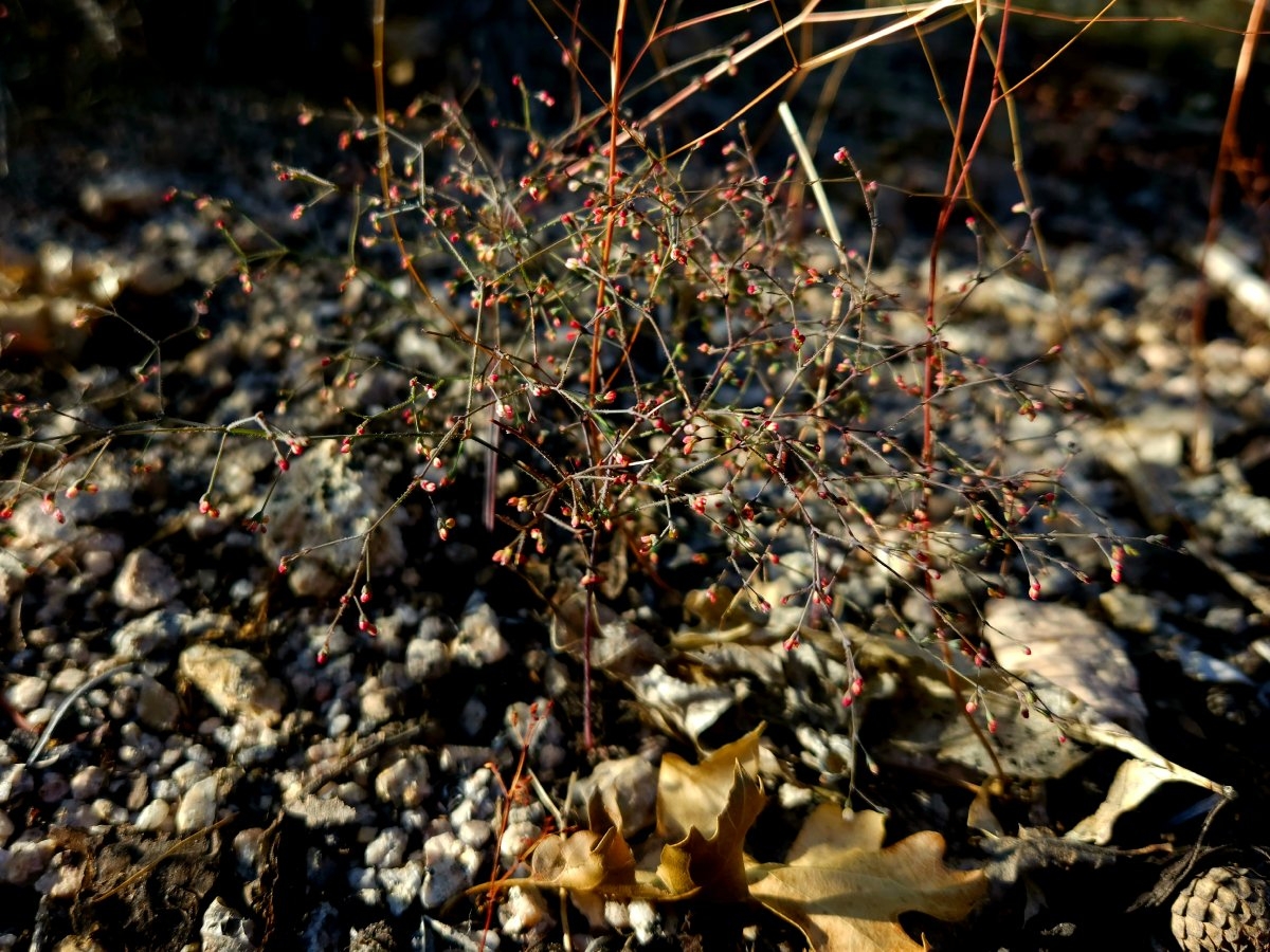 Eriogonum parishii