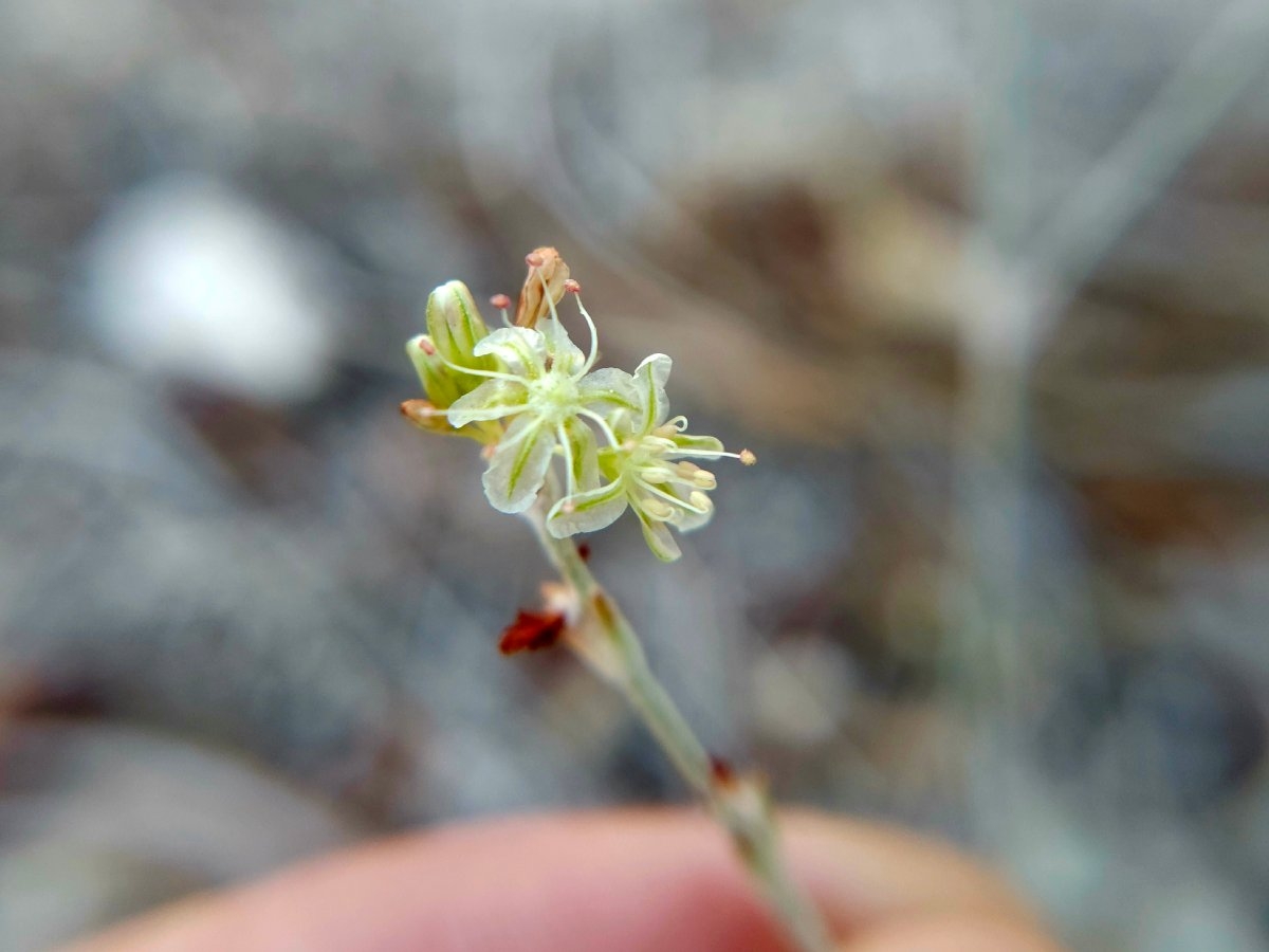 Eriogonum saxatile