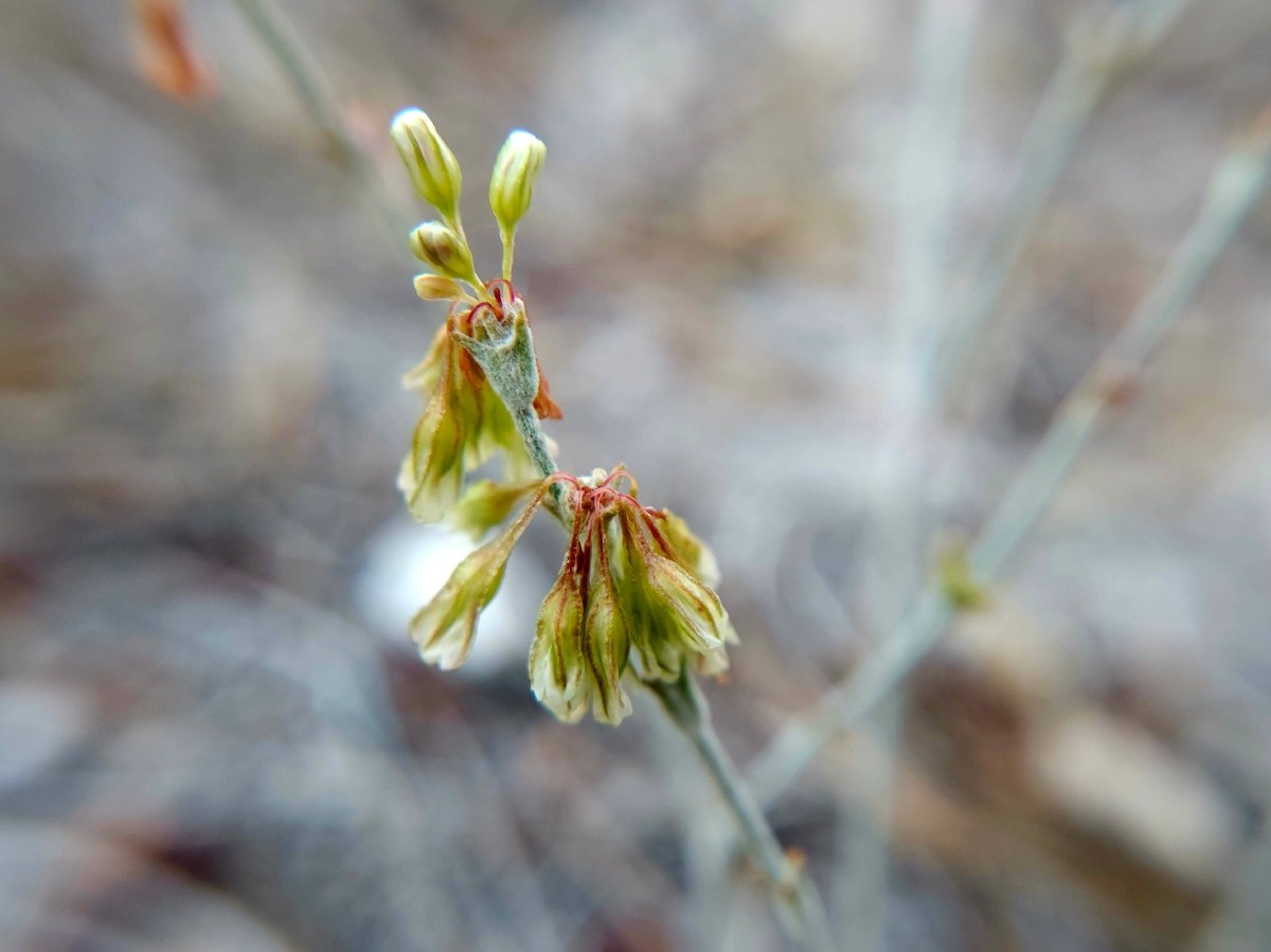 Eriogonum saxatile