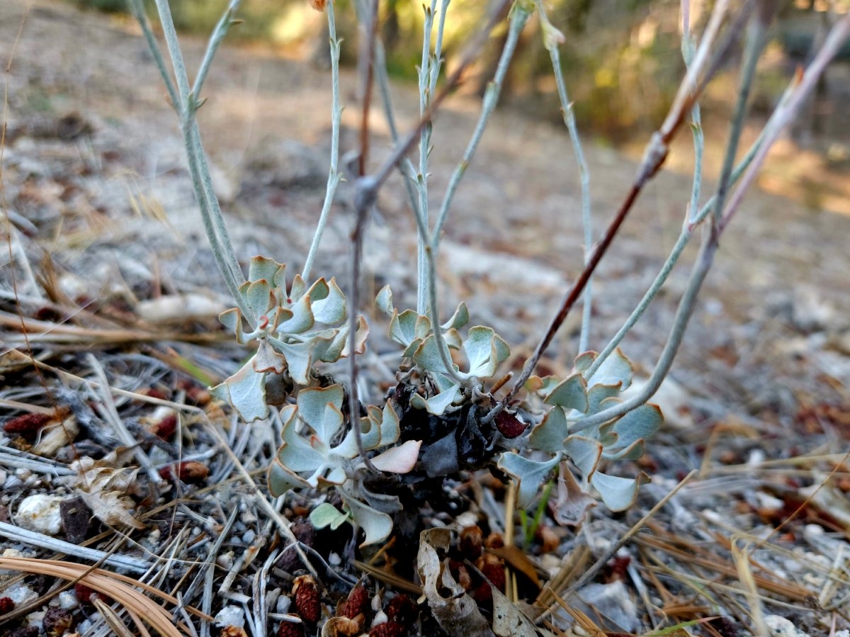 Eriogonum saxatile