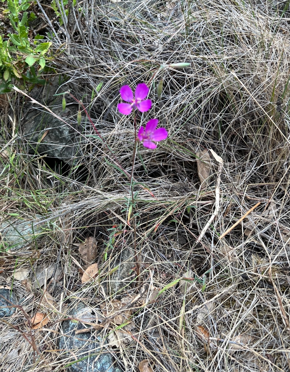 Clarkia lewisii