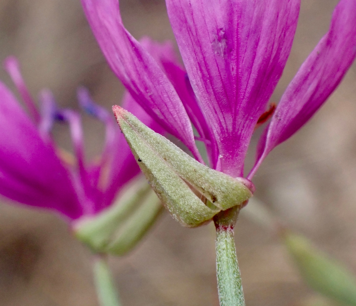 Clarkia lewisii