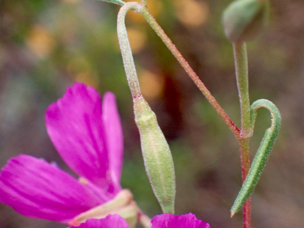 Clarkia lewisii