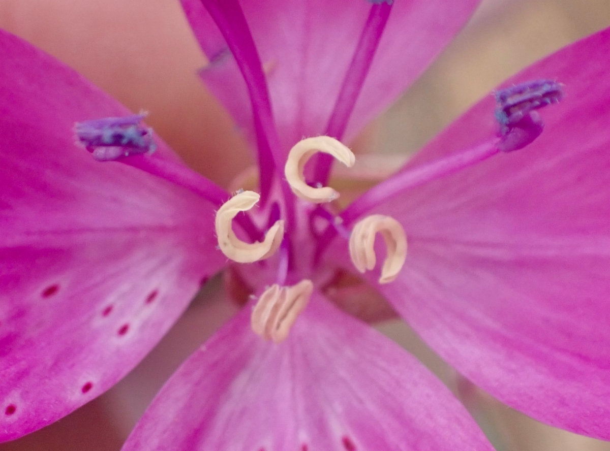 Clarkia lewisii