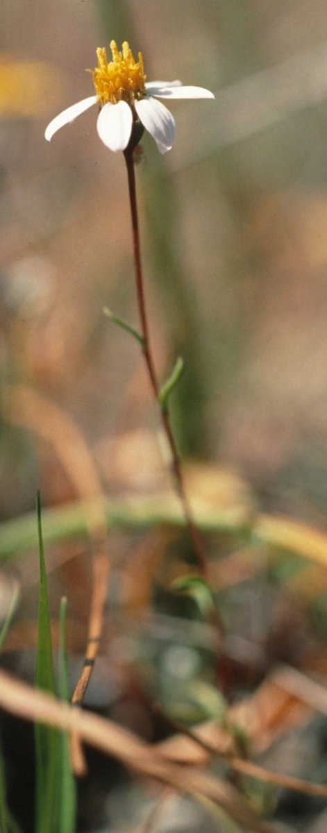 Pentachaeta bellidiflora