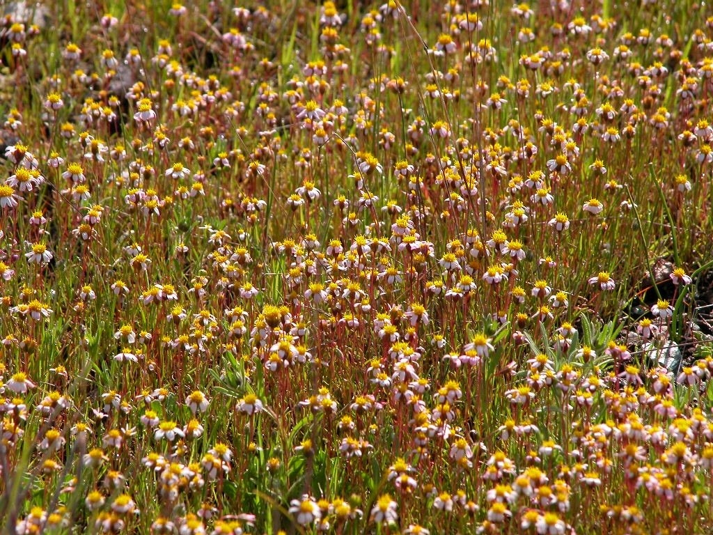 Pentachaeta bellidiflora