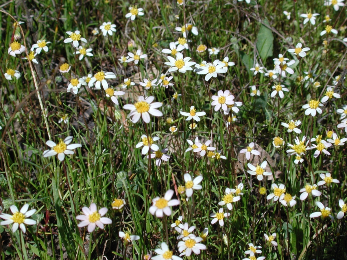 Pentachaeta bellidiflora