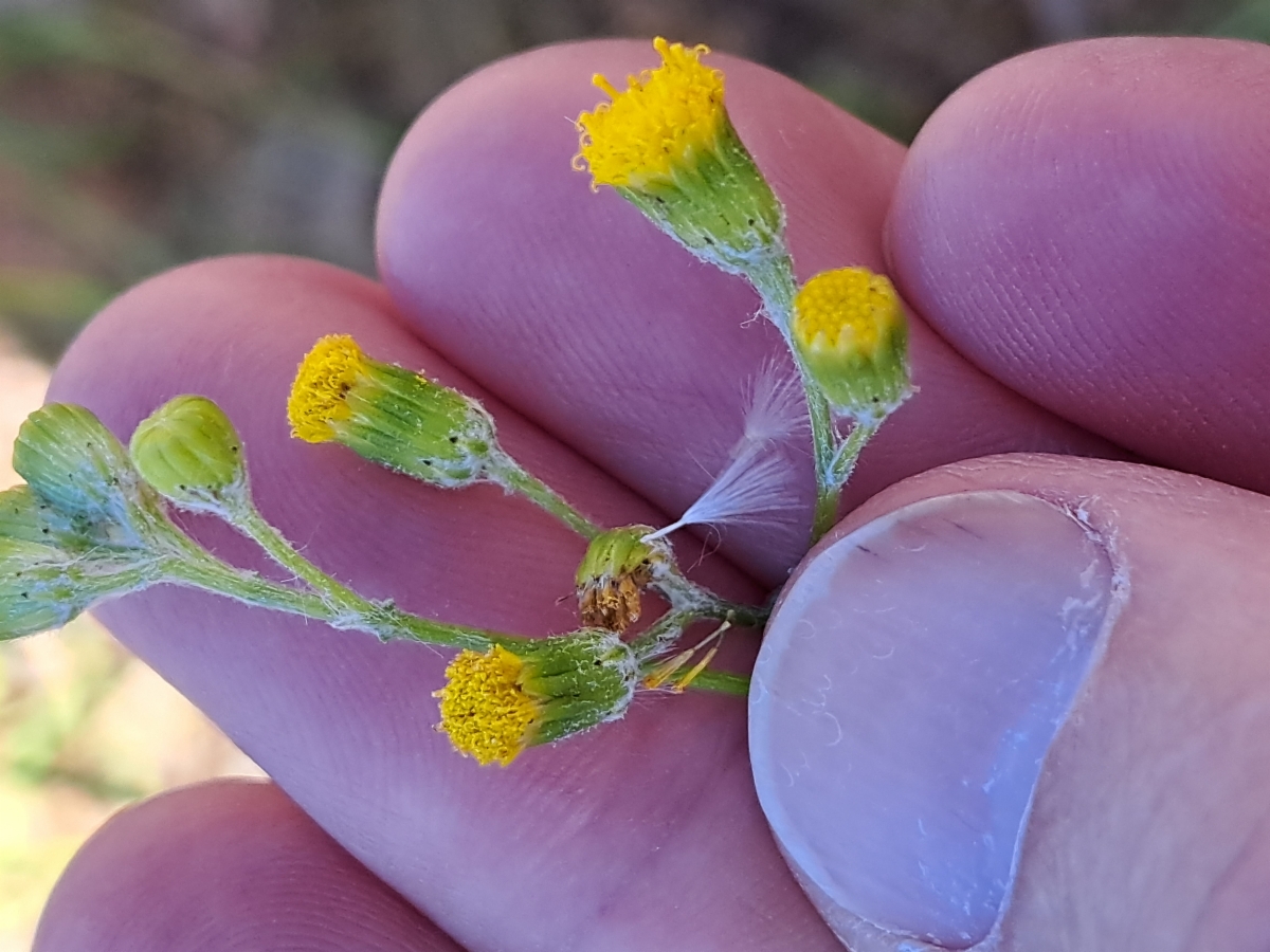 Senecio angustifolius