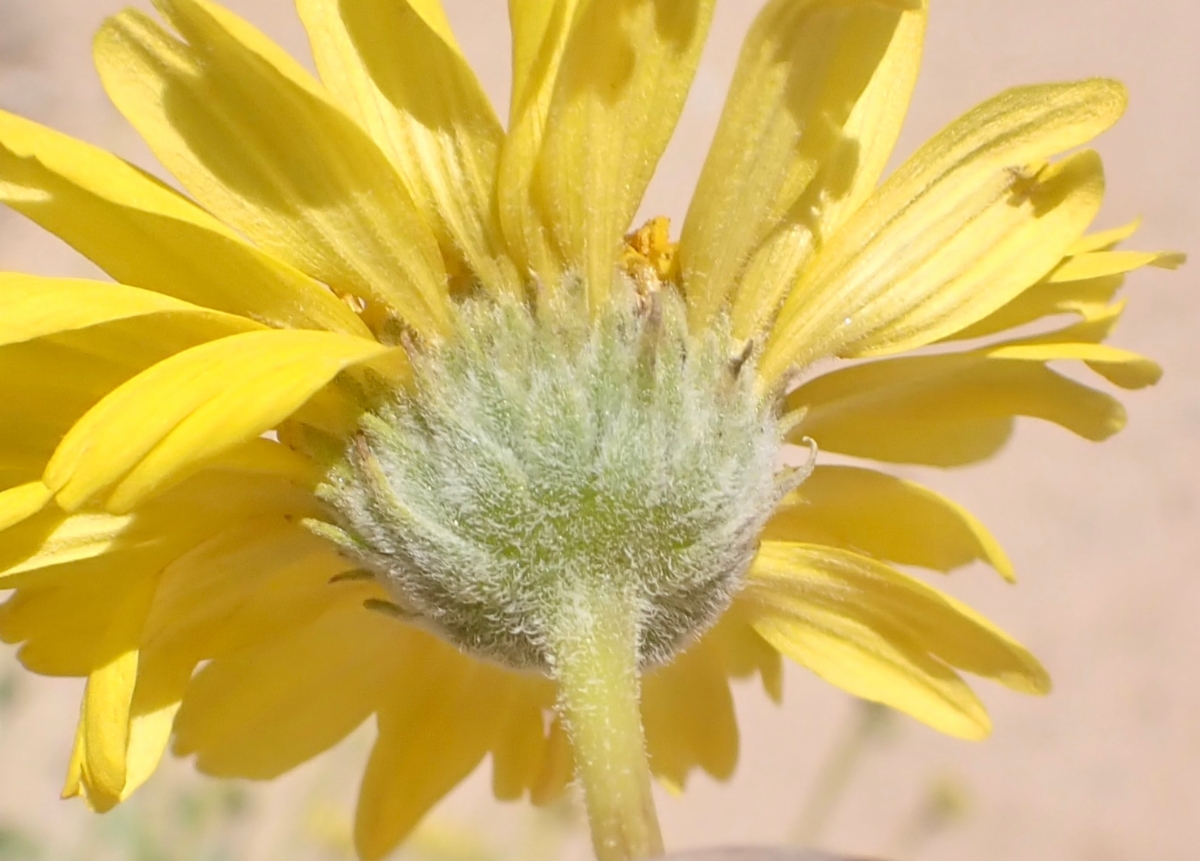 Encelia virginensis