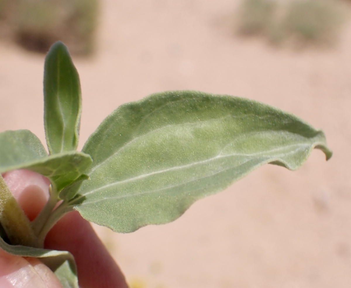 Encelia virginensis