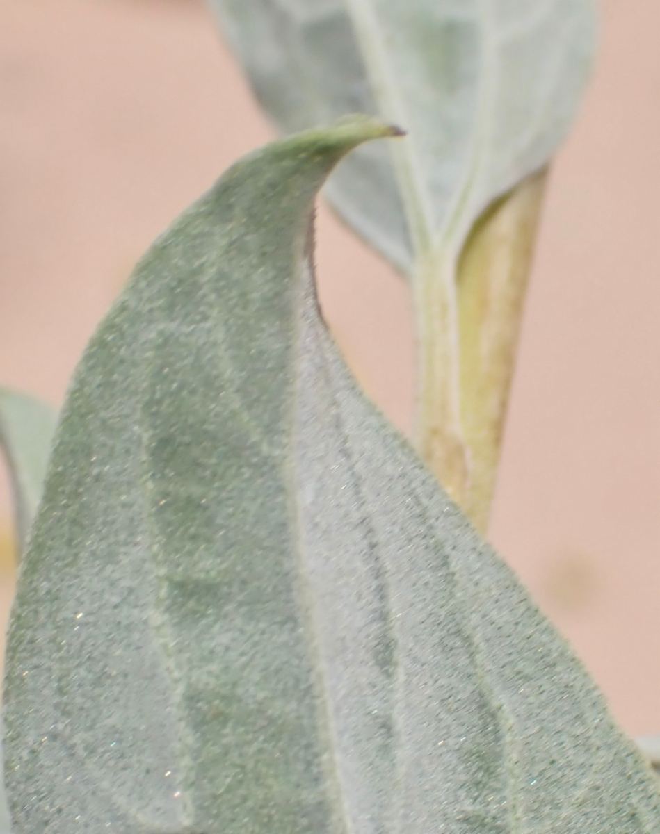 Encelia actoni