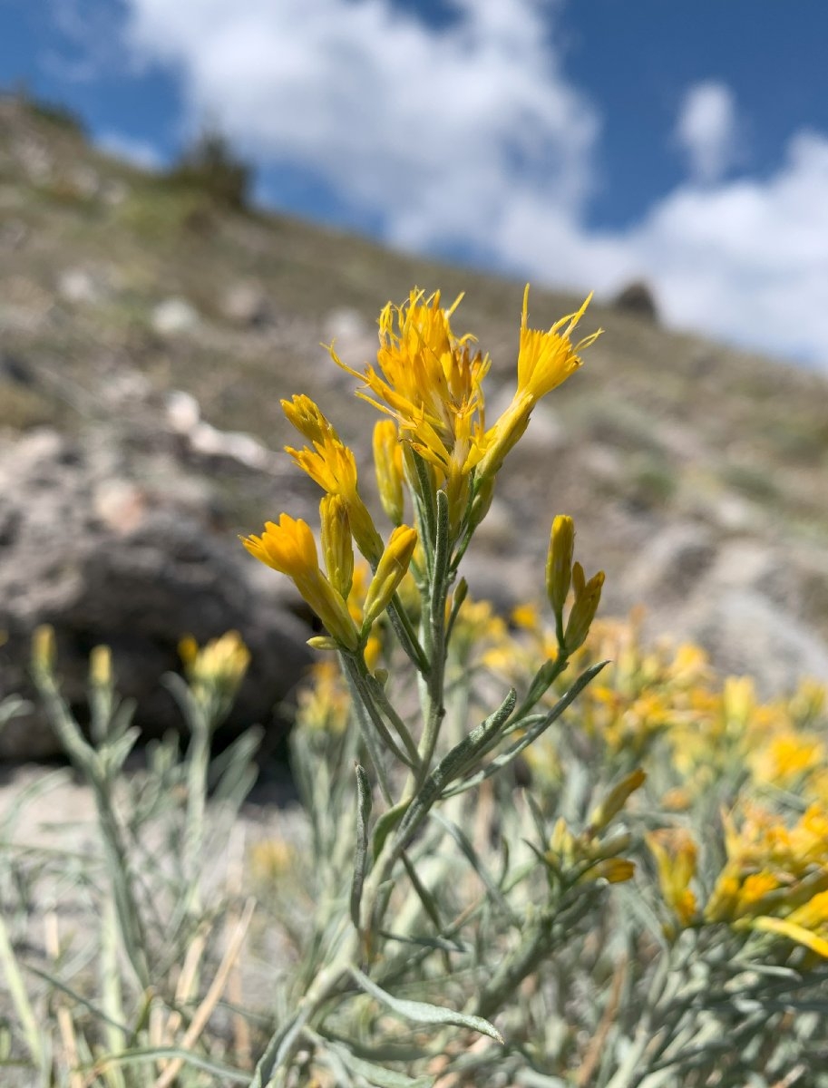 Ericameria nauseosa var. speciosa