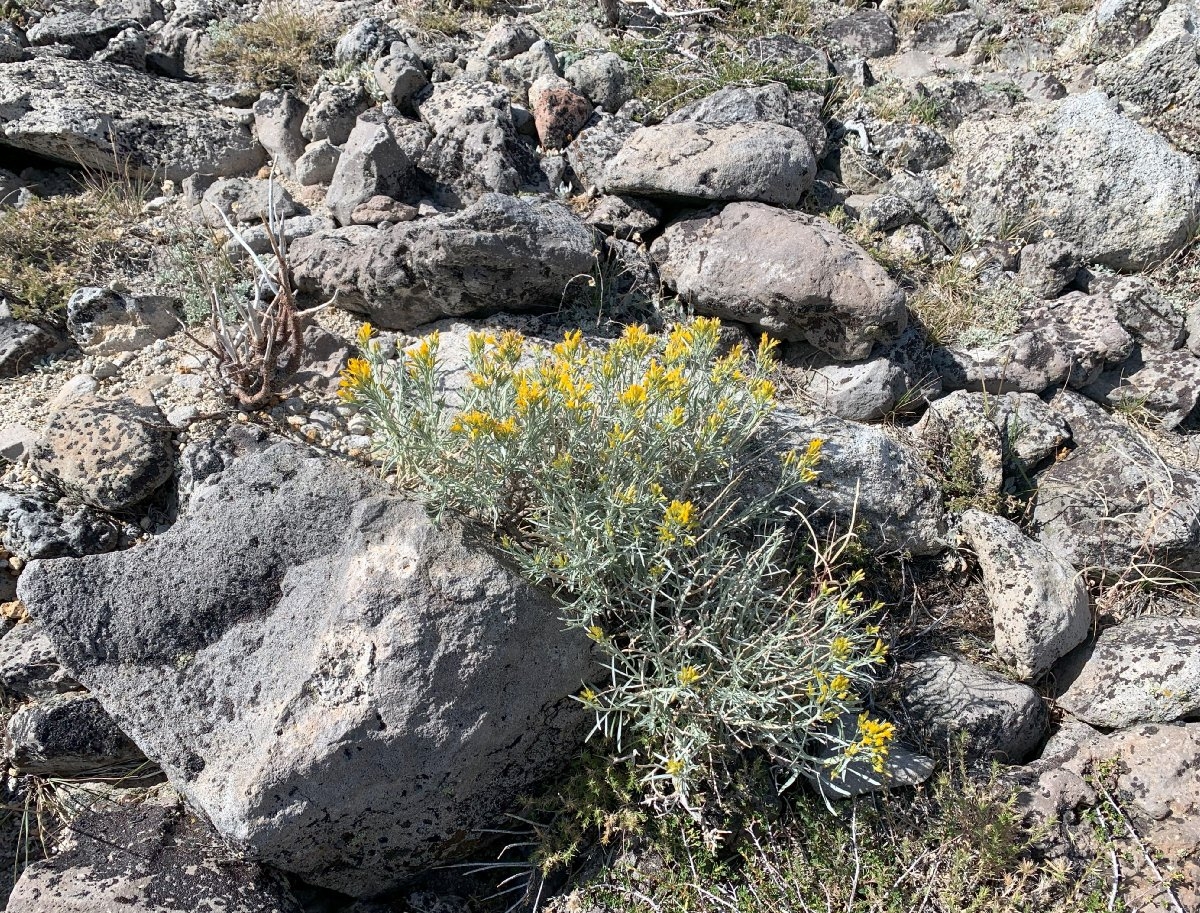 Ericameria nauseosa var. speciosa