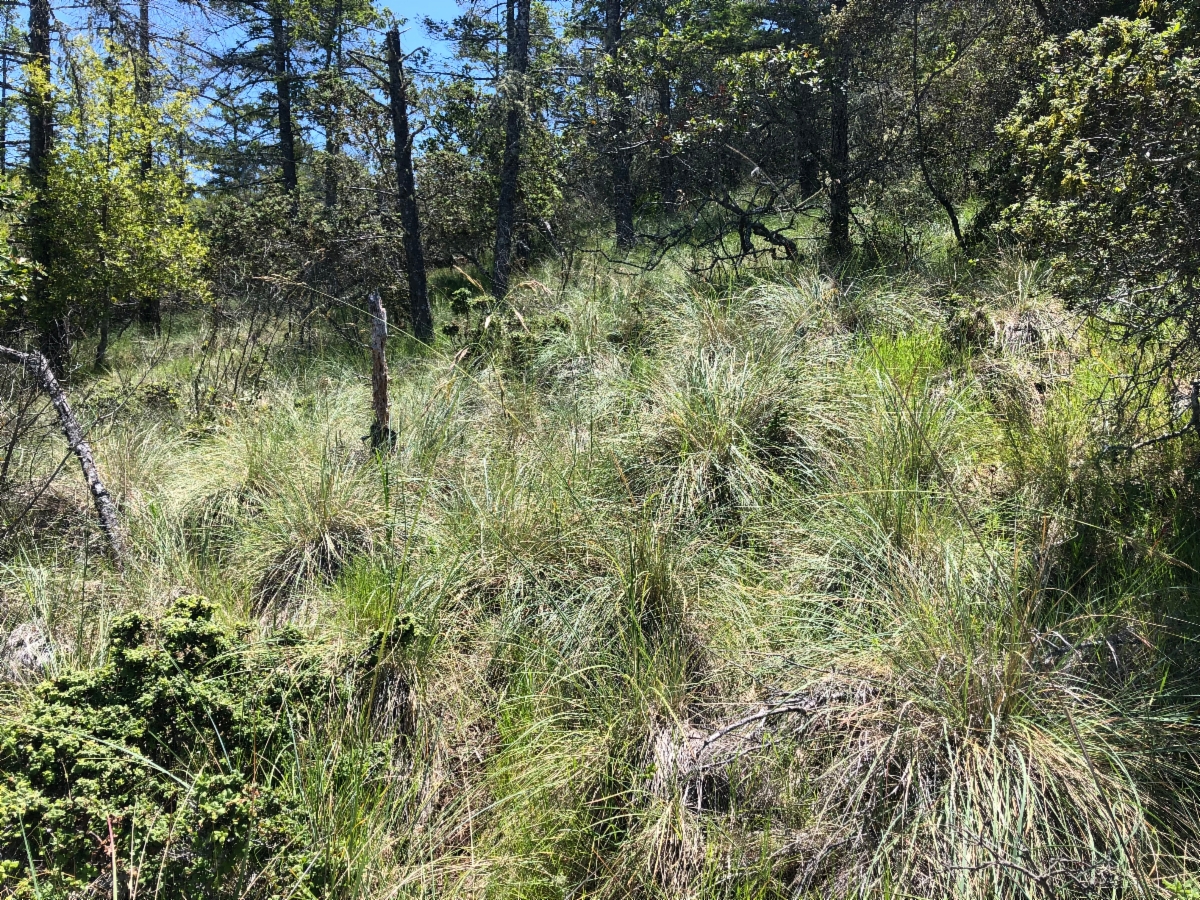 Festuca californica