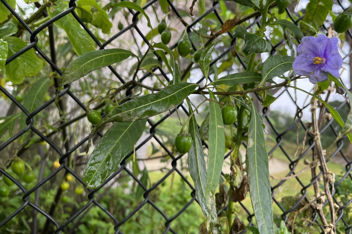 Solanum laciniatum