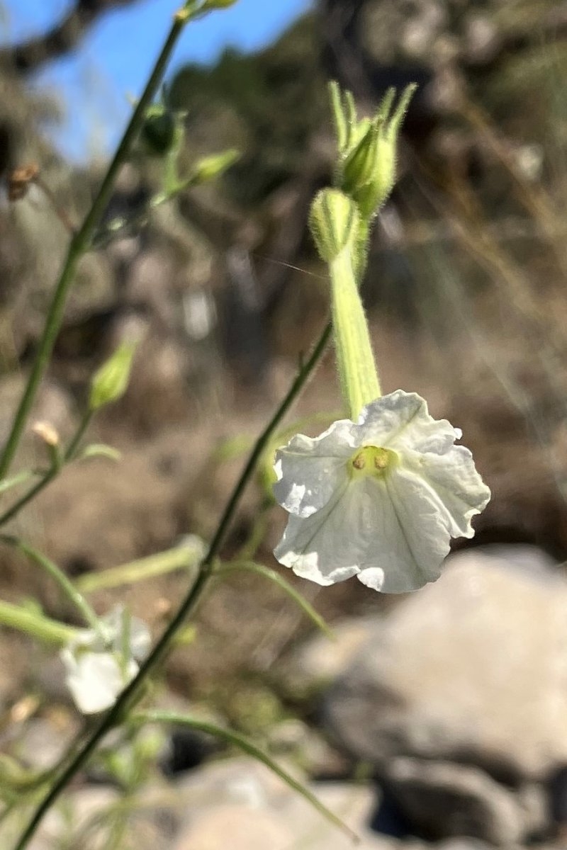 Nicotiana quadrivalvis