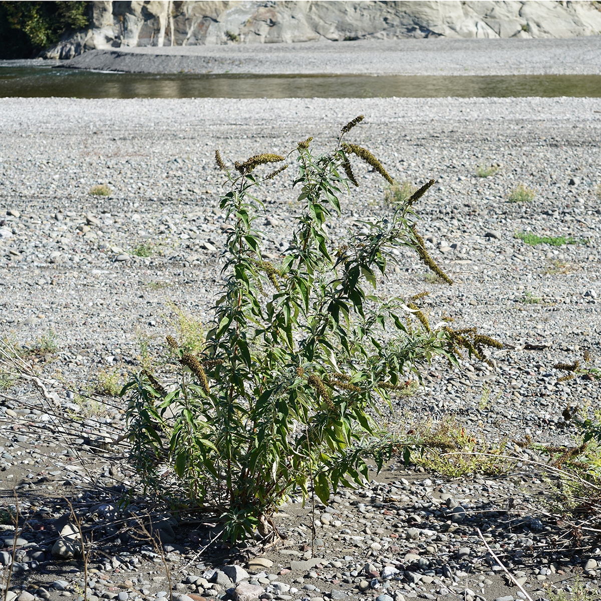 Buddleja davidii