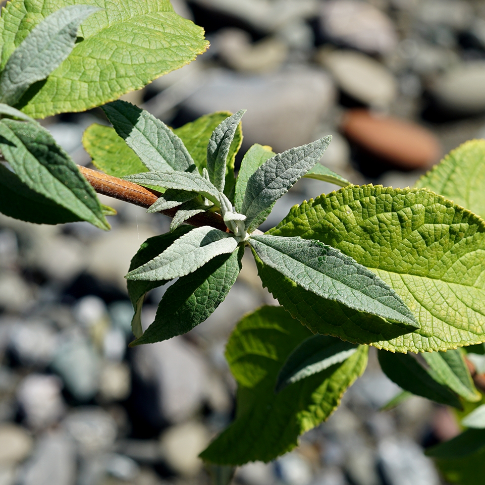 Buddleja davidii