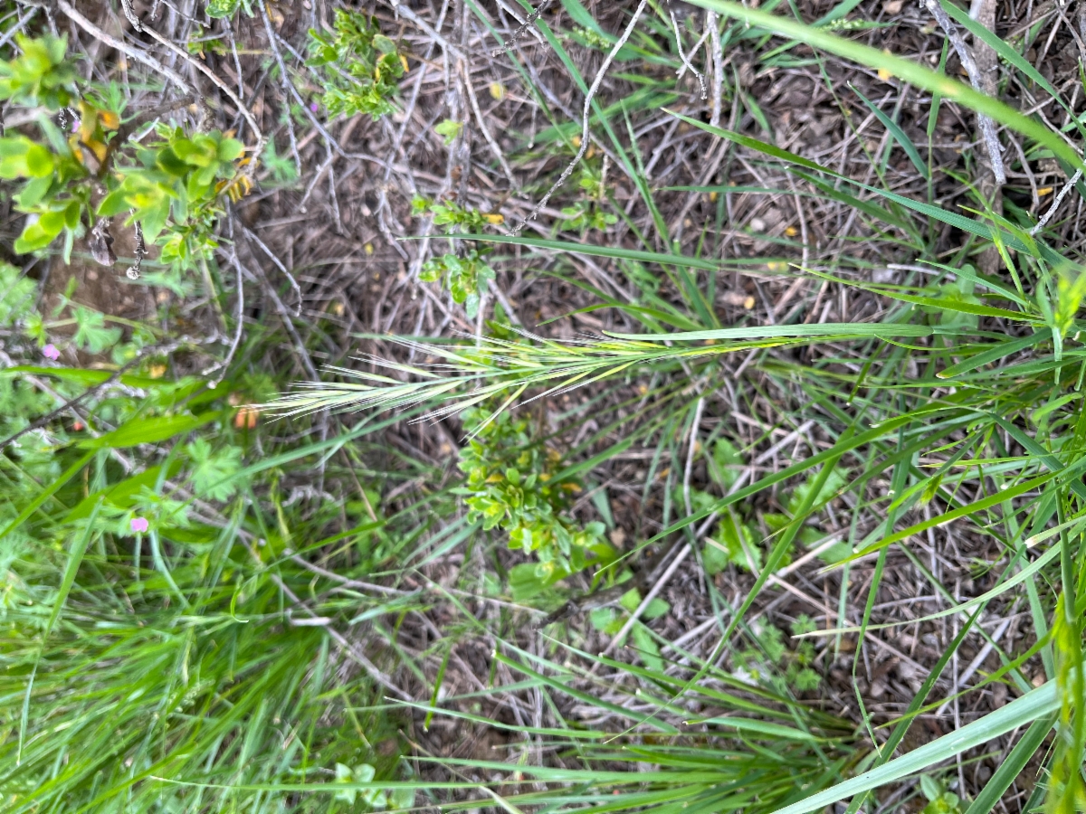 Festuca bromoides