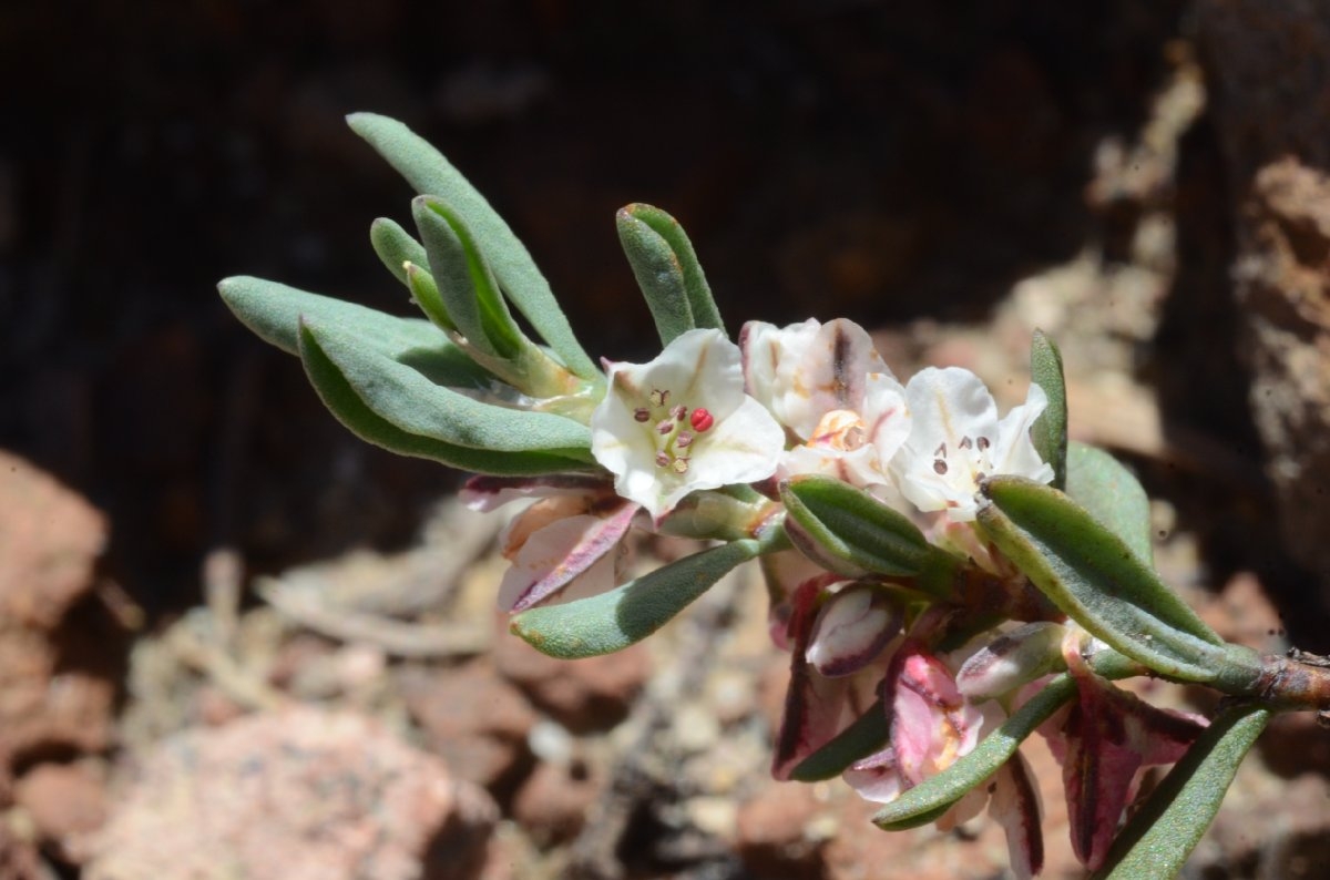 Polygonum shastense