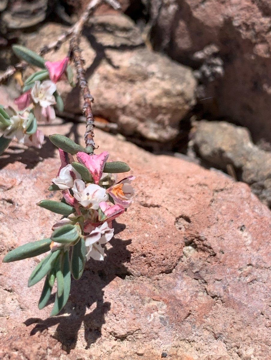 Polygonum shastense