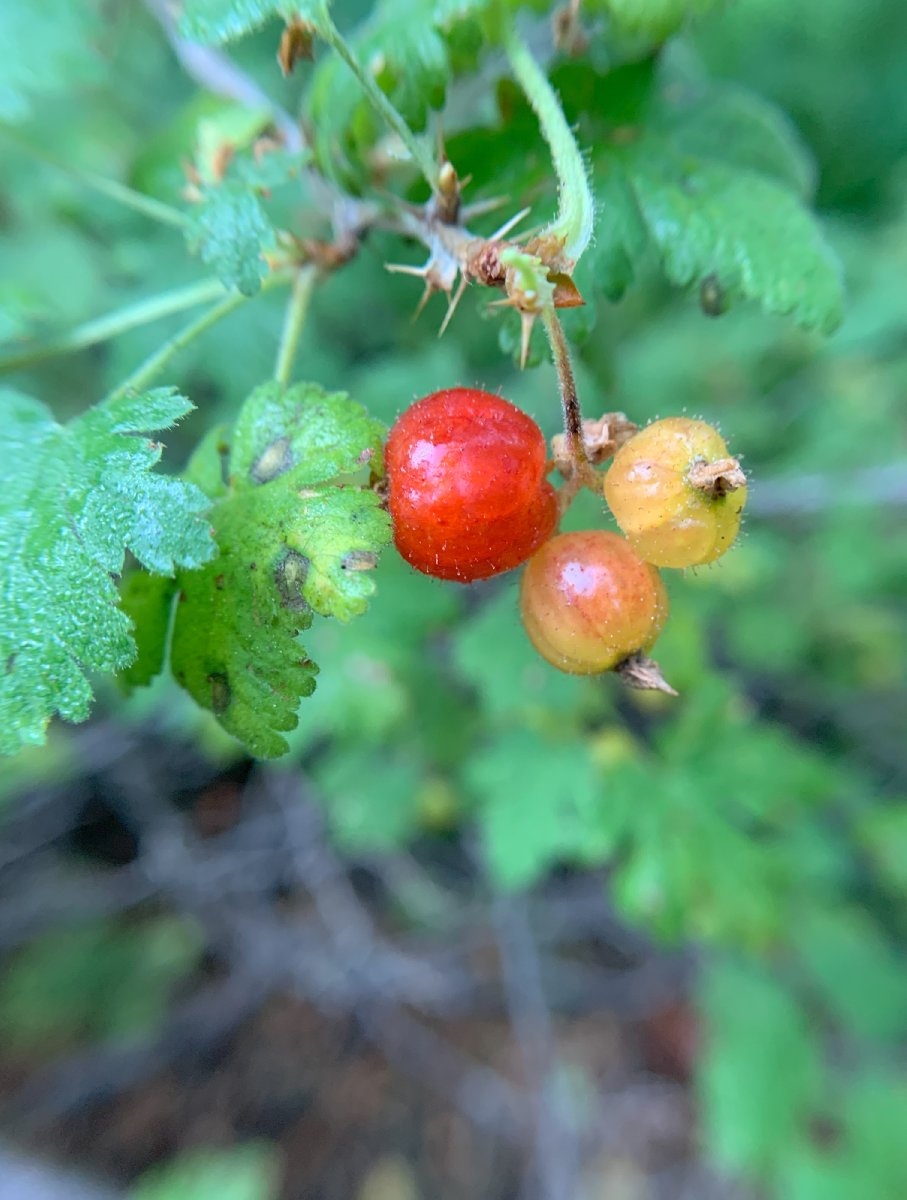 Ribes montigenum