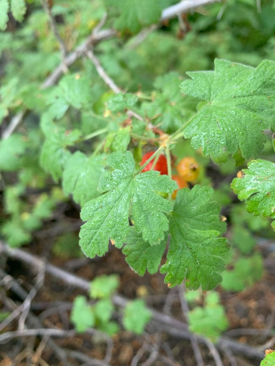 Ribes montigenum