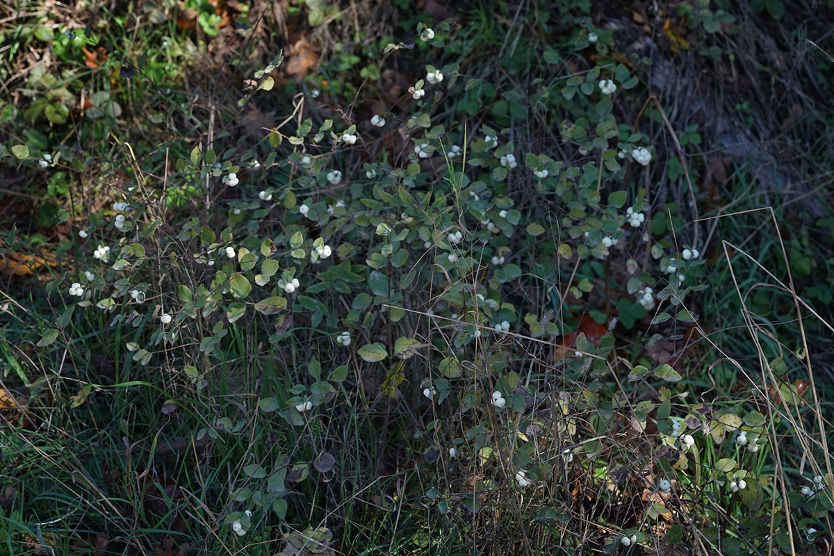 Symphoricarpos albus var. laevigatus