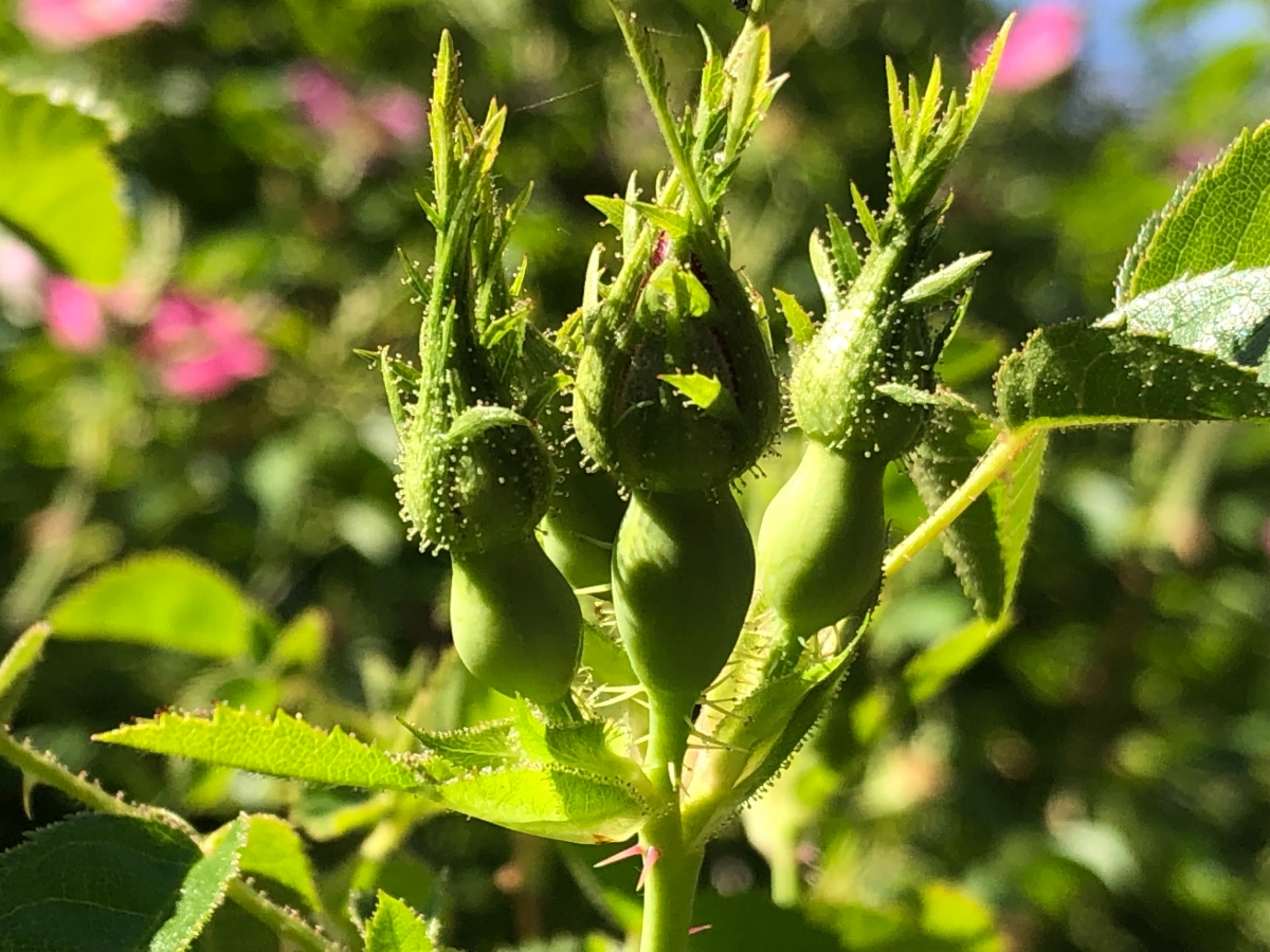 Rosa rubiginosa