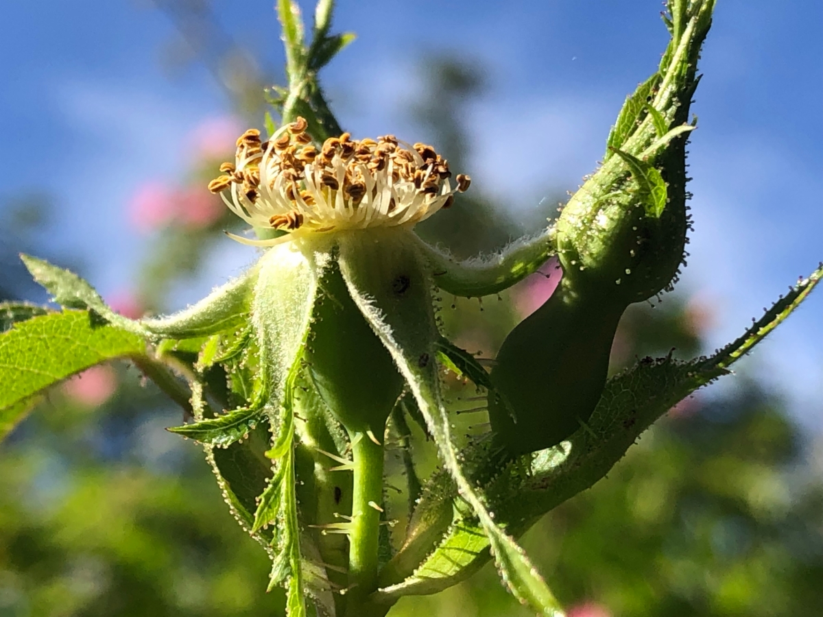 Rosa rubiginosa