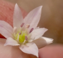 Allium lacunosum var. davisiae