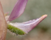 Lupinus microcarpus var. horizontalis