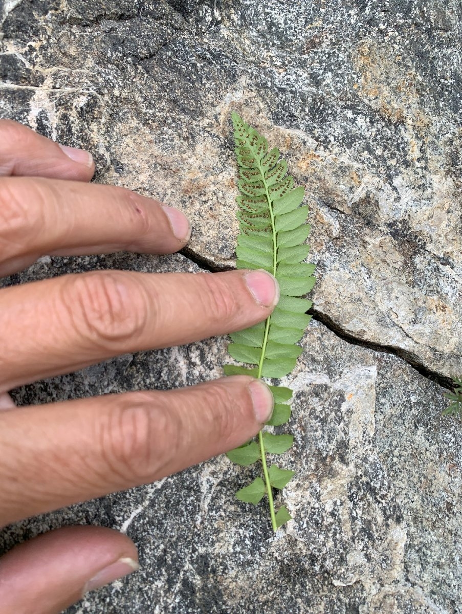 Polystichum kruckebergii