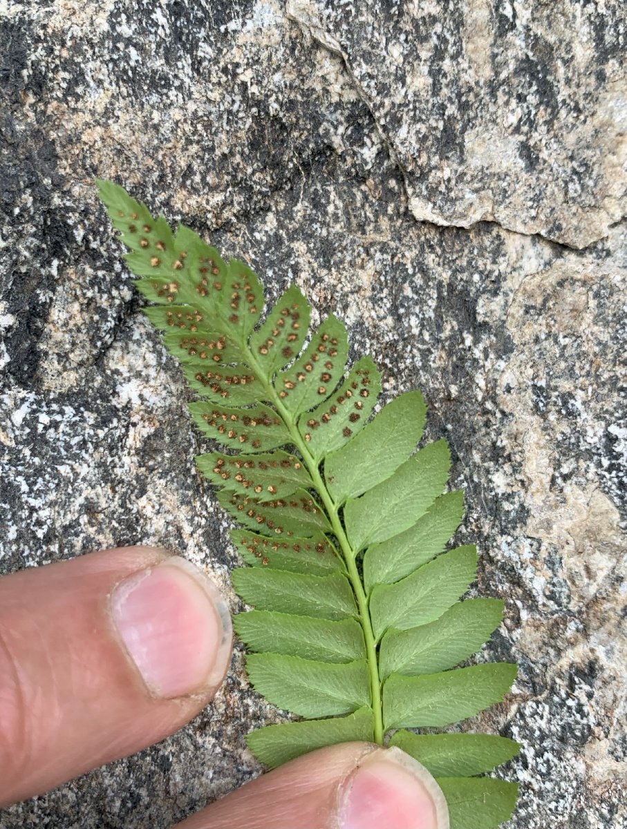 Polystichum kruckebergii