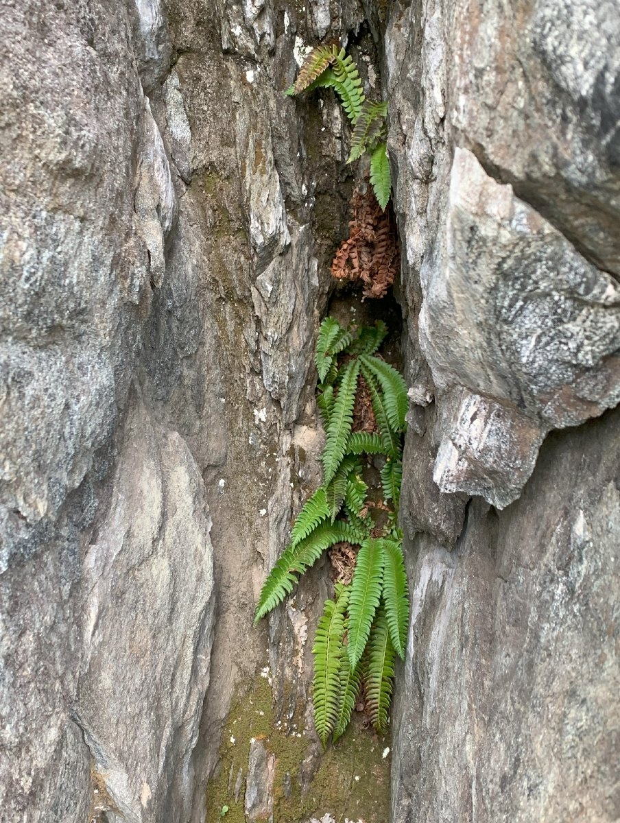 Polystichum kruckebergii