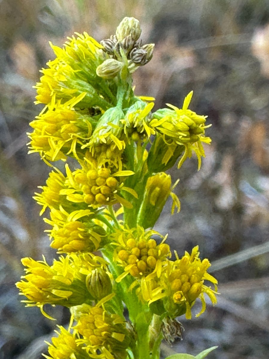 Solidago elongata