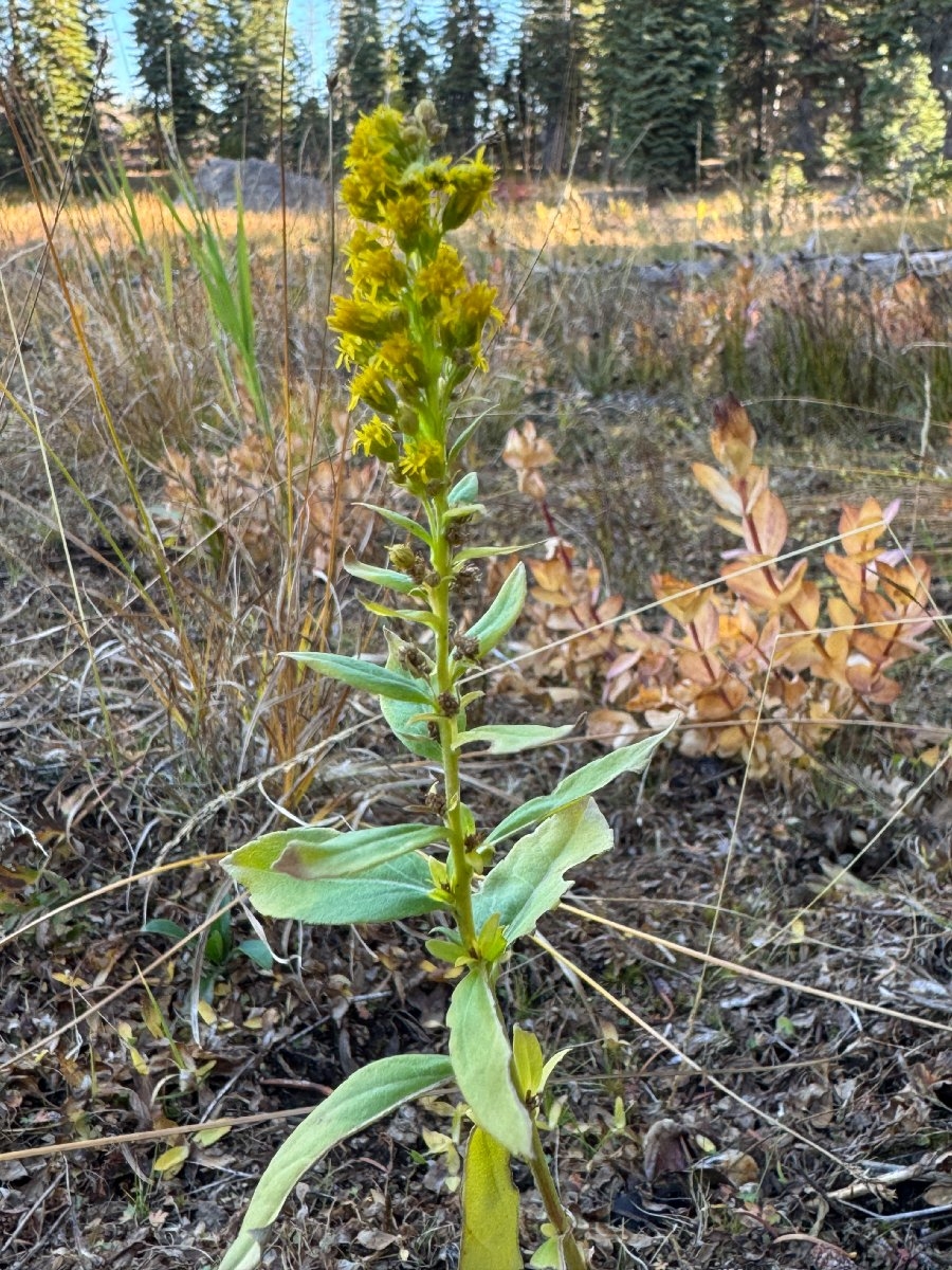 Solidago elongata