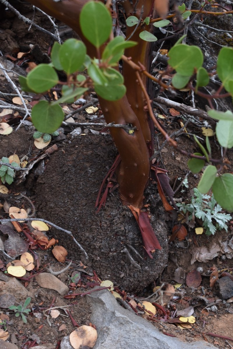 Arctostaphylos patula ssp. patula