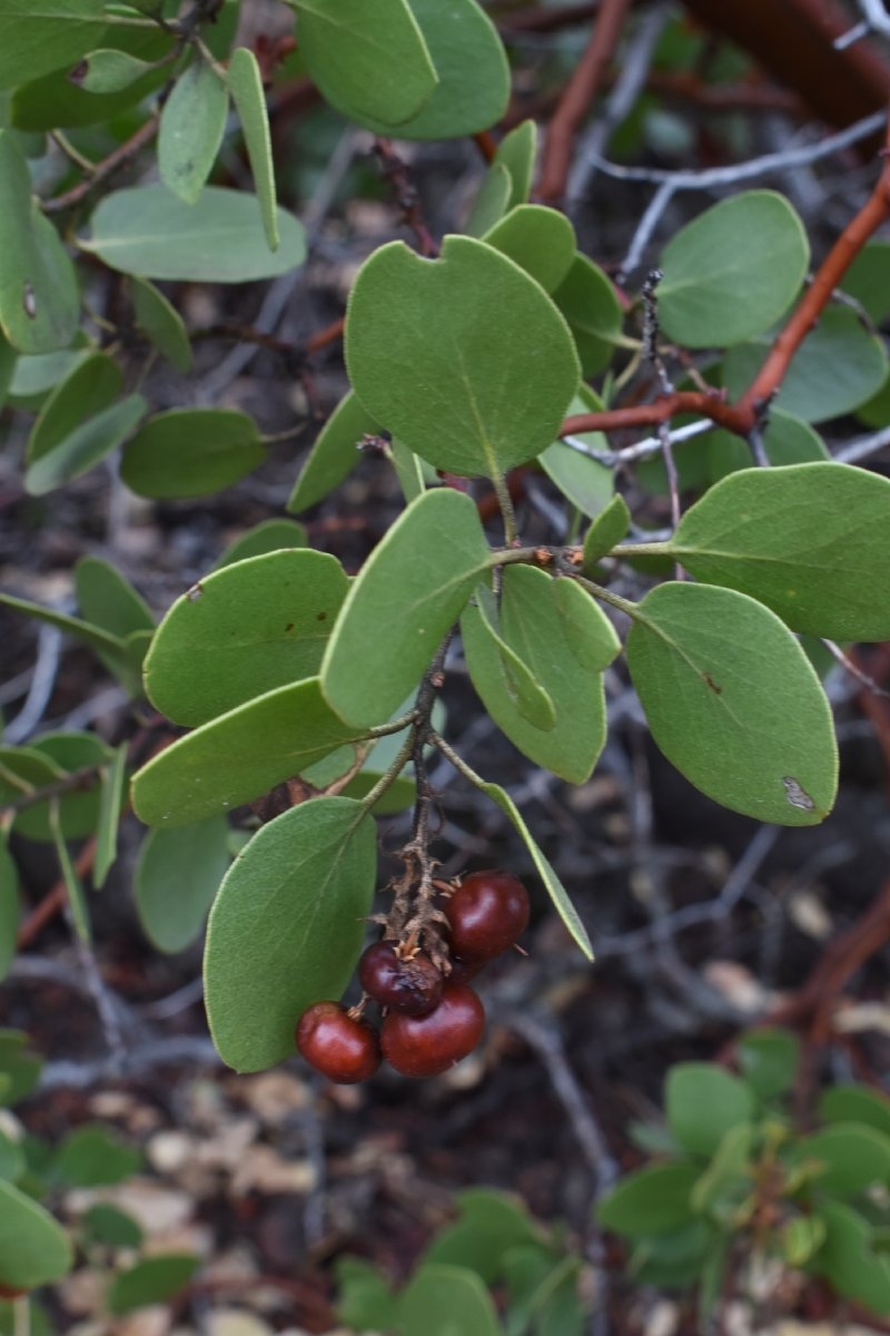 Arctostaphylos patula ssp. patula