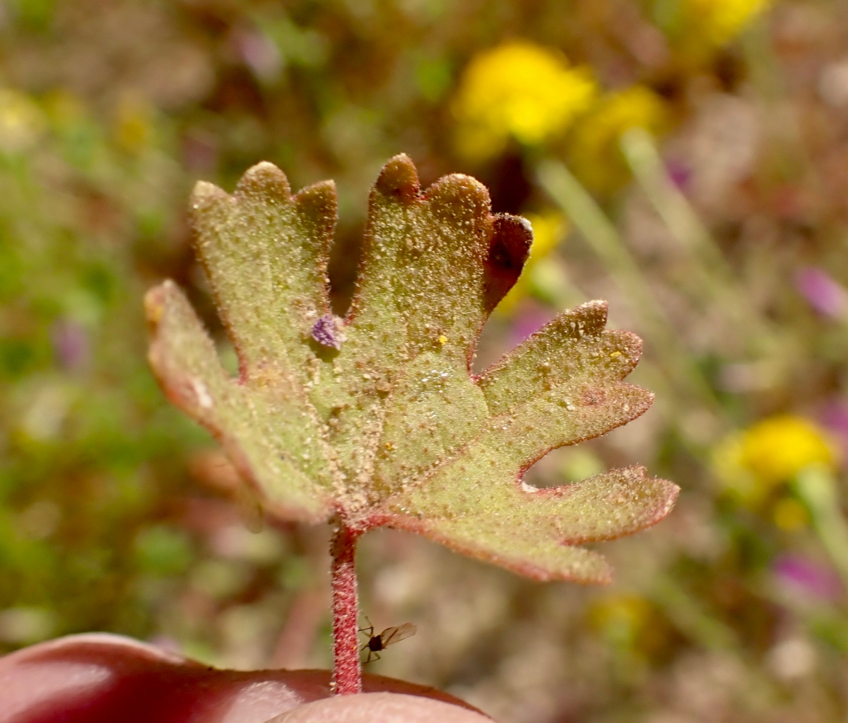 Eremalche parryi ssp. parryi