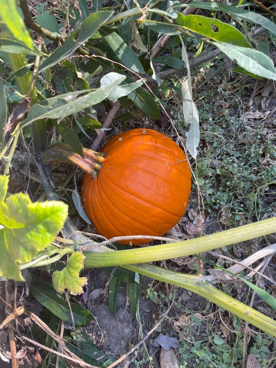 Cucurbita pepo