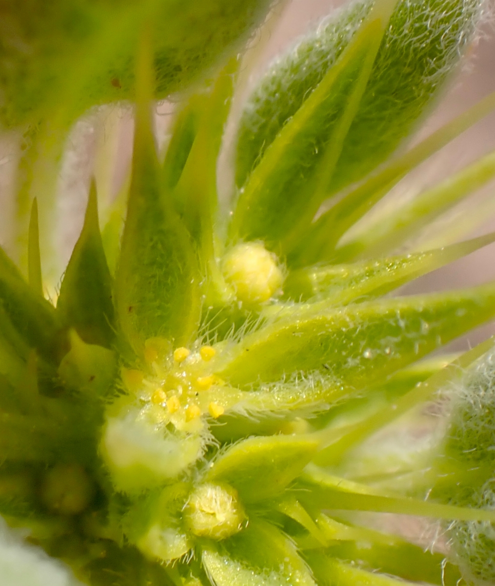 Chorizanthe rigida